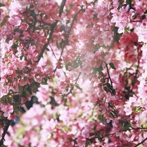 Meet your Posher, Rachael